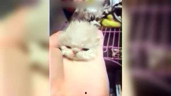 呆妹娱乐吃瓜视频大全下载,盘点热门搞笑瞬间，笑料十足！