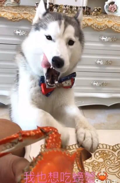 娱乐吃瓜酱哈士奇,揭秘哈士奇的那些事儿