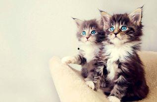 娱乐吃瓜小猫咪视频在线观看,小猫咪吃瓜视频，萌态十足，在线观看必笑