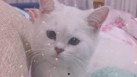 娱乐吃瓜酱讲小鱼,小鱼背后的故事与真相